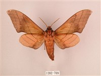 直翅六點天蛾藏品圖，第2張