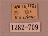 直翅六點天蛾藏品圖，第3張