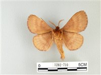 波紋枯葉蛾藏品圖，第2張