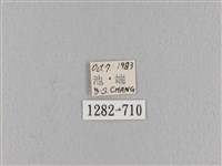 波紋枯葉蛾藏品圖，第3張