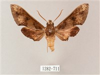 雙斑白肩天蛾藏品圖，第1張