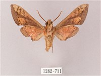 雙斑白肩天蛾藏品圖，第2張