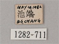 雙斑白肩天蛾藏品圖，第3張