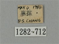 鬼臉天蛾藏品圖，第3張