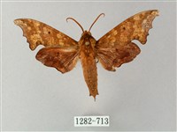 黃斑索天蛾藏品圖，第1張