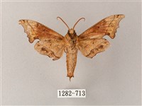 黃斑索天蛾藏品圖，第2張