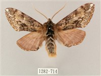 井上氏絨毛天蛾藏品圖，第1張