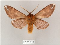 井上氏絨毛天蛾藏品圖，第2張