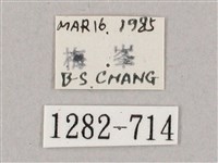 井上氏絨毛天蛾藏品圖，第3張