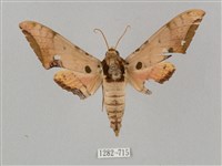 廣東鷹翅天蛾藏品圖，第1張