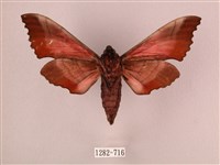 桃紅六點天蛾藏品圖，第2張