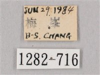 桃紅六點天蛾藏品圖，第3張