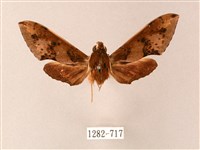 雙斑白肩天蛾藏品圖，第1張