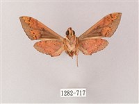 雙斑白肩天蛾藏品圖，第2張