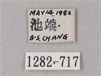 雙斑白肩天蛾藏品圖，第3張