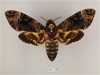 鬼臉天蛾藏品圖，第1張