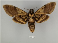 鬼臉天蛾藏品圖，第2張