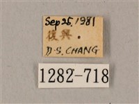 鬼臉天蛾藏品圖，第3張