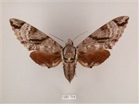 粗斜紋天蛾藏品圖，第1張