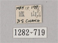 粗斜紋天蛾藏品圖，第3張