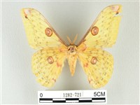 黃豹天蠶蛾藏品圖，第1張