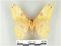 黃豹天蠶蛾藏品圖，第2張