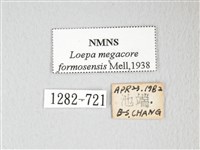 黃豹天蠶蛾藏品圖，第3張