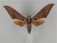 圓斑鷹翅天蛾藏品圖，第1張