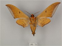 圓斑鷹翅天蛾藏品圖，第2張