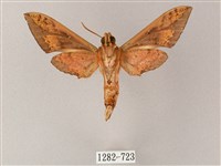 雙斑白肩天蛾藏品圖，第2張