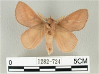 淡紋斜帶枯葉蛾藏品圖，第2張