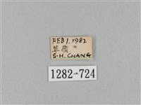 淡紋斜帶枯葉蛾藏品圖，第3張