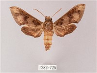 雙斑白肩天蛾藏品圖，第1張