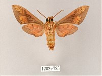 雙斑白肩天蛾藏品圖，第2張