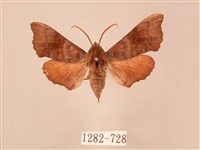 楓天蛾藏品圖，第1張