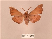 楓天蛾藏品圖，第2張