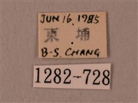 楓天蛾藏品圖，第3張