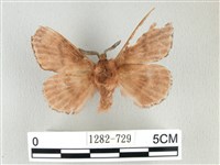 臺灣鋸紋枯葉蛾藏品圖，第2張