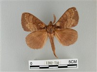 波紋枯葉蛾藏品圖，第1張