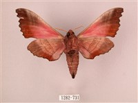 桃紅六點天蛾藏品圖，第2張