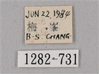 桃紅六點天蛾藏品圖，第3張