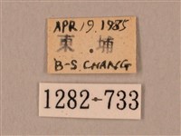 臀角斑天蛾藏品圖，第3張