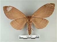 波紋枯葉蛾藏品圖，第2張