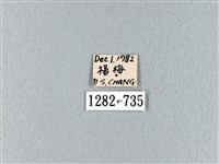 波紋枯葉蛾藏品圖，第3張