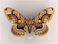 枯球籮紋蛾藏品圖，第1張
