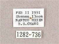 枯球籮紋蛾藏品圖，第3張