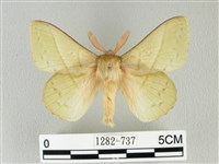 青枯葉蛾藏品圖，第1張