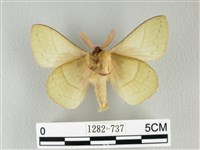 青枯葉蛾藏品圖，第2張