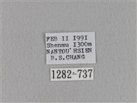 青枯葉蛾藏品圖，第3張