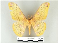 黃豹天蠶蛾藏品圖，第2張